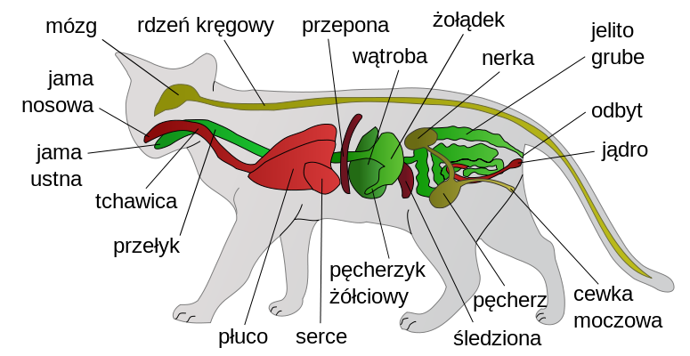 Anatomia Kota